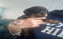 Mixed Breed dogs for sale: French bulldog x daschund - Image 14