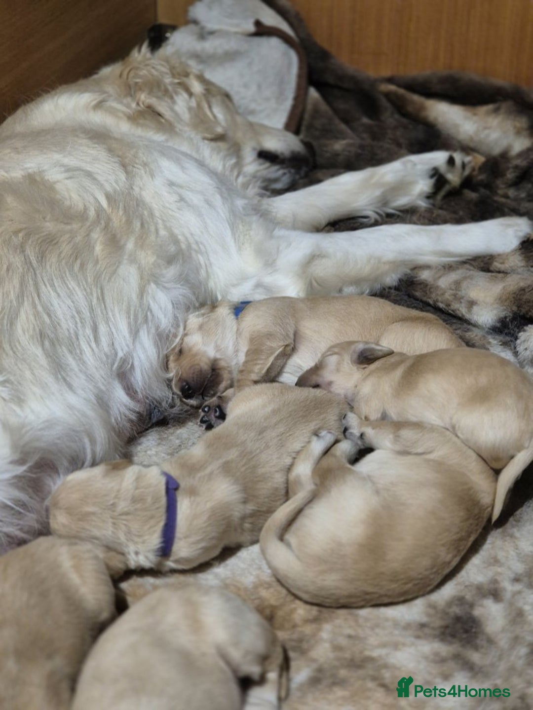 Golden Retriever dogs for sale: Exceptional litter of golden puppies. - Image 3
