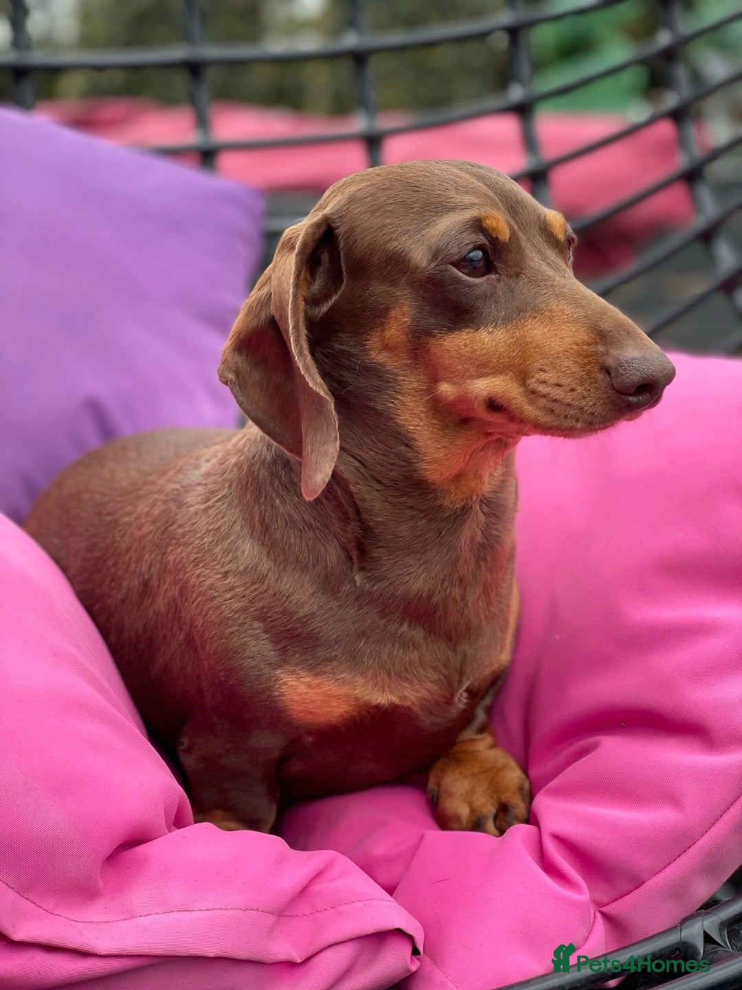 Miniature Dachshund dogs for sale: Stunning miniature dachshund puppies - Advert 16