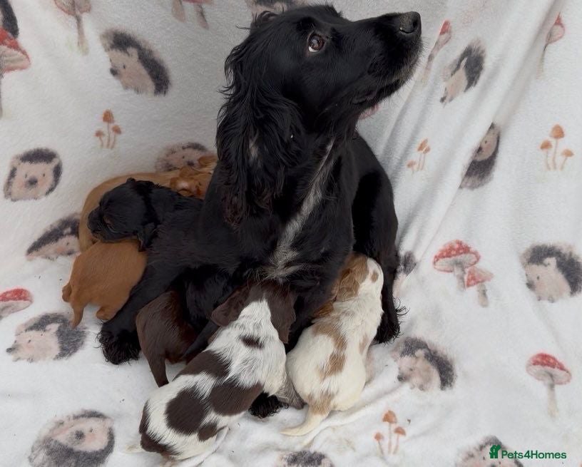 Cocker Spaniel dogs ** OUTSTANDING COCKER SPANIEL PUPS ** - Advert 3