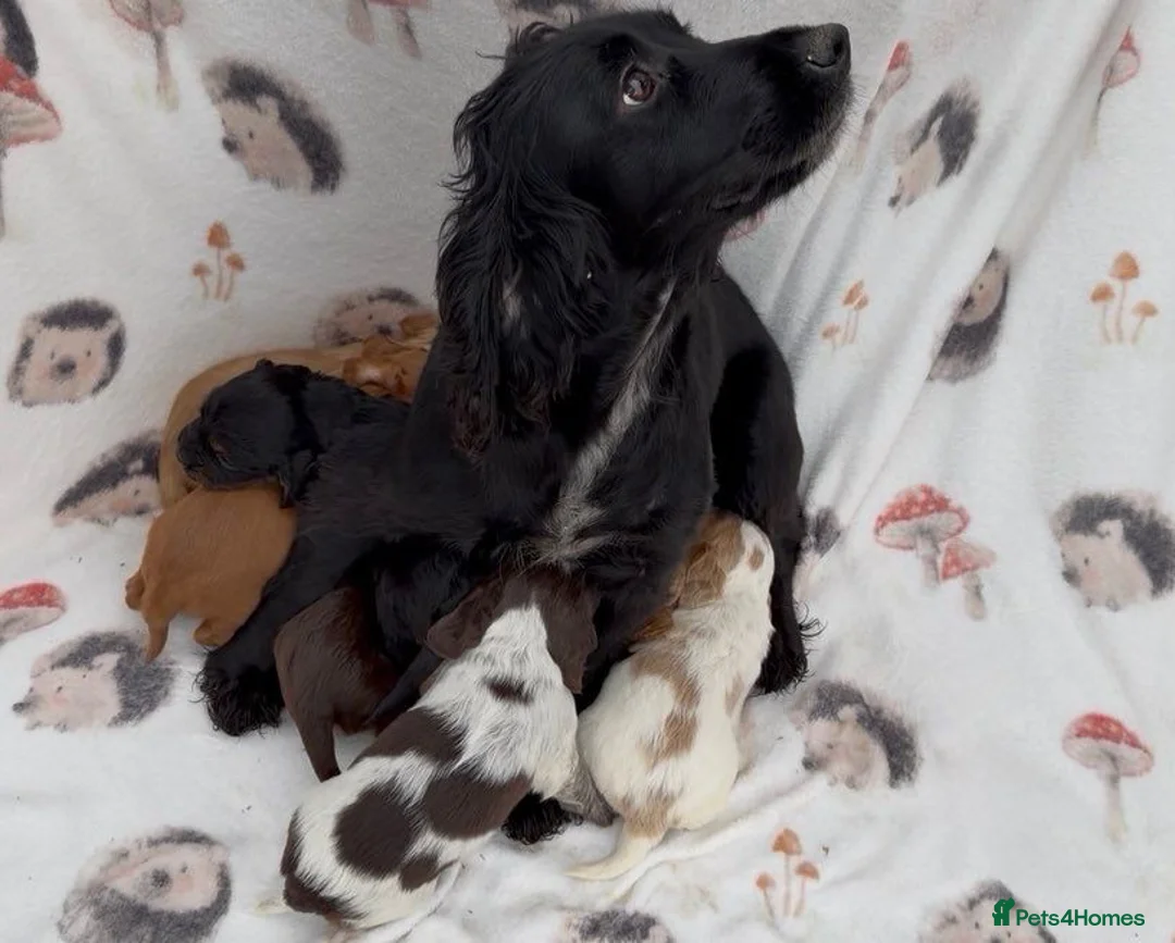 Cocker Spaniel dogs for sale: ** OUTSTANDING COCKER SPANIEL PUPS ** - Advert 1