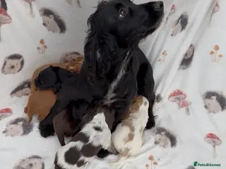 Cocker Spaniel dogs ** OUTSTANDING COCKER SPANIEL PUPS ** - Advert 1