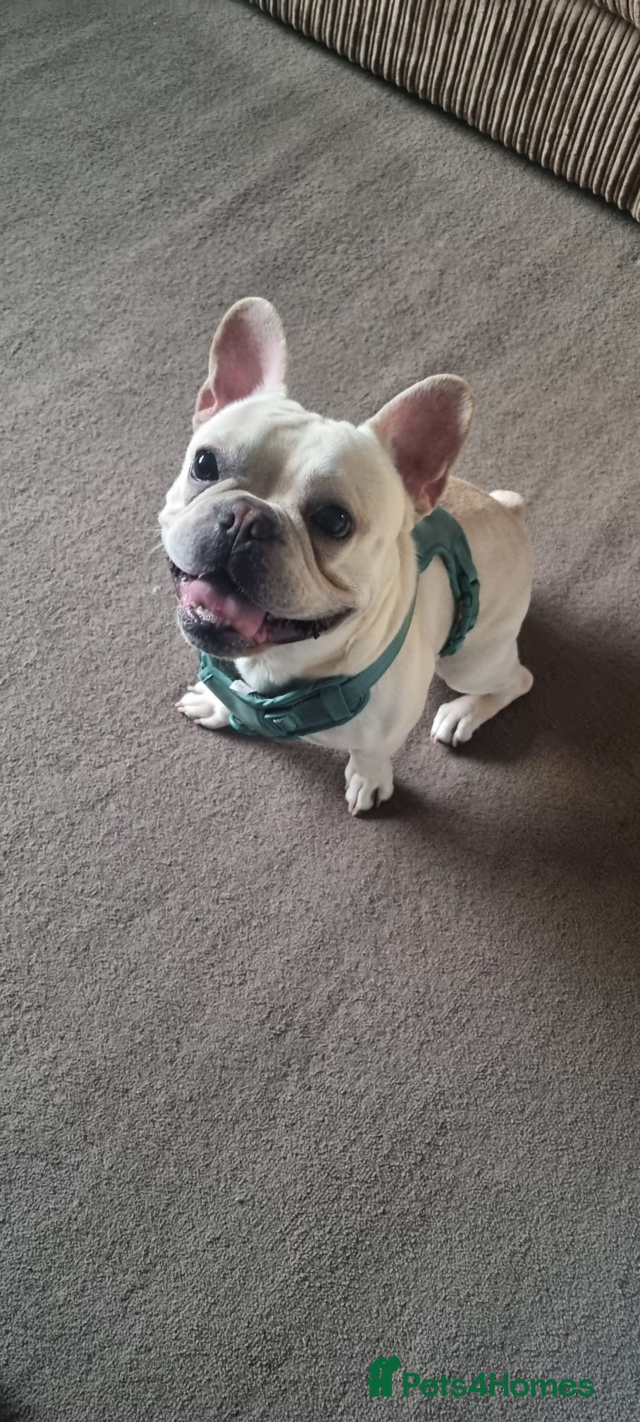 French Bulldog dogs French Bulldog - Advert 1