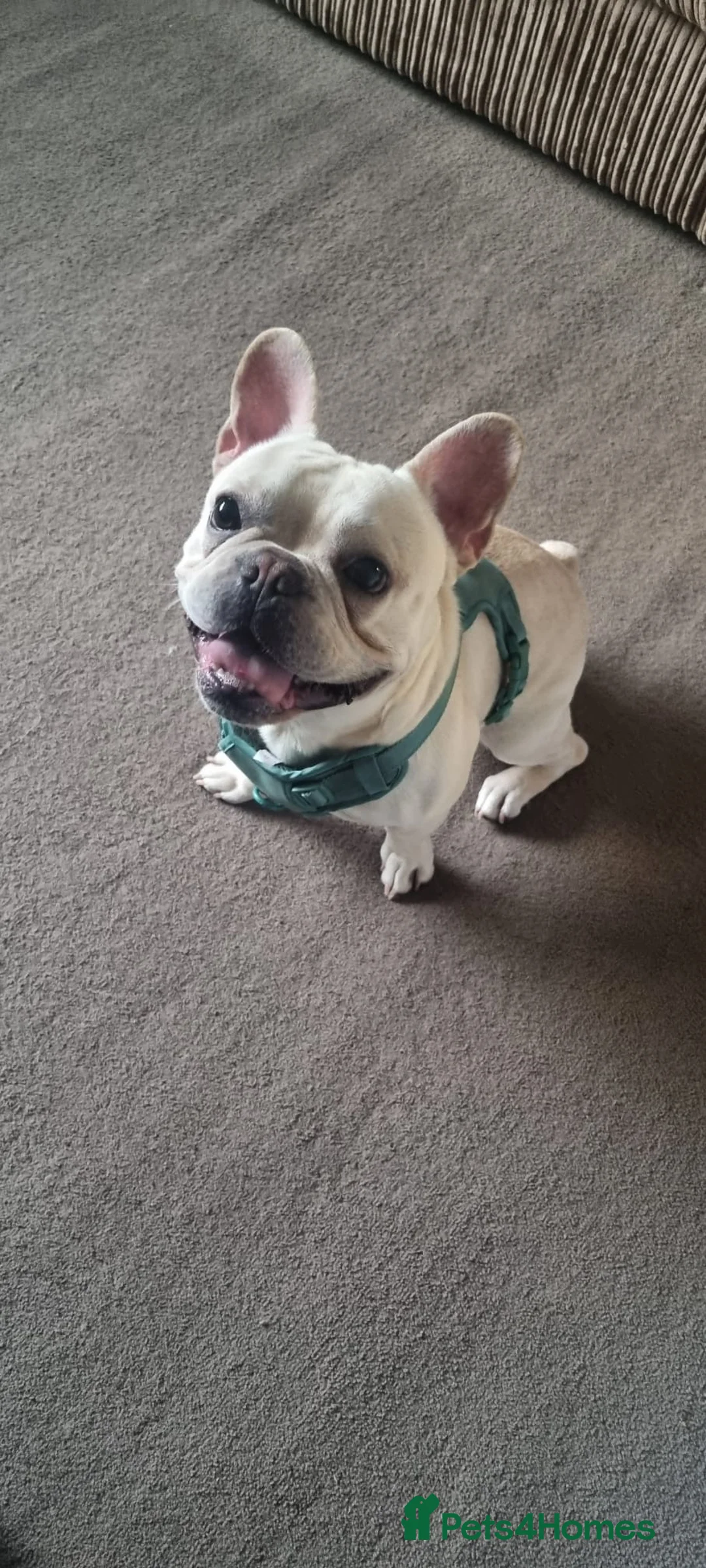 French Bulldog dogs for sale: French Bulldog in Huddersfield - Advert 1