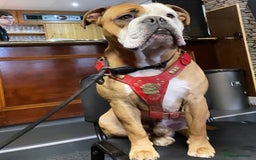 Olde English Bulldogge dogs for sale: Stanley - Image 5
