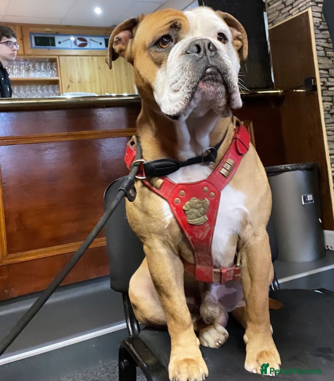 Olde English Bulldogge dogs for sale: Stanley - Image 5