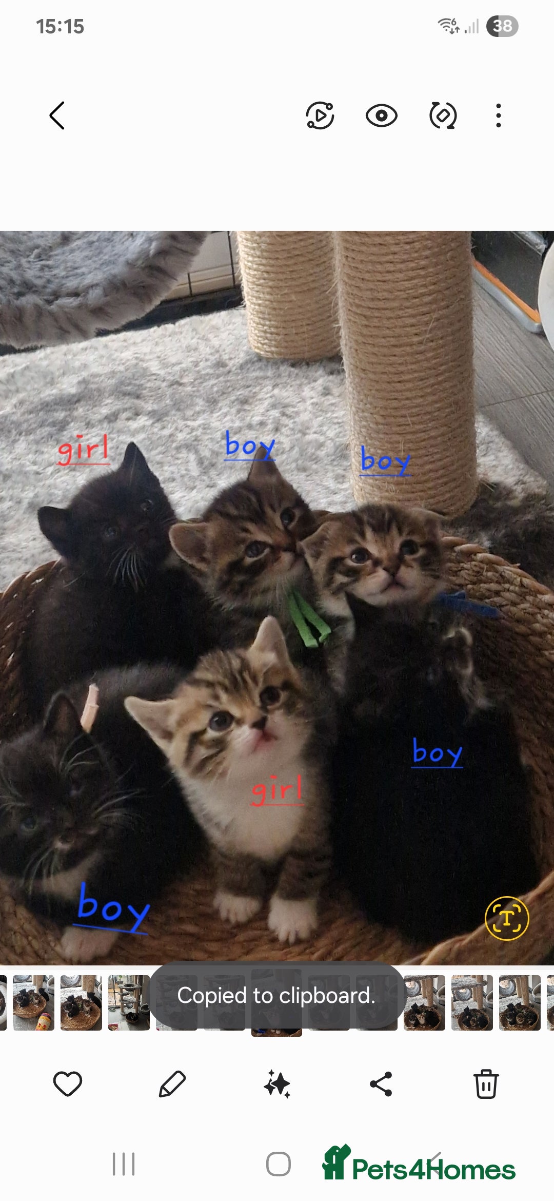 Scottish Fold cats for sale: Scotish fold/straight kittens  - Advert 1