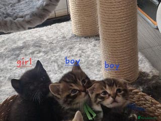 Scottish Fold cats Scotish fold/straight kittens - Advert 8