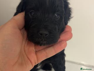 Cockapoo dogs Phantom cockapoo - Advert 1