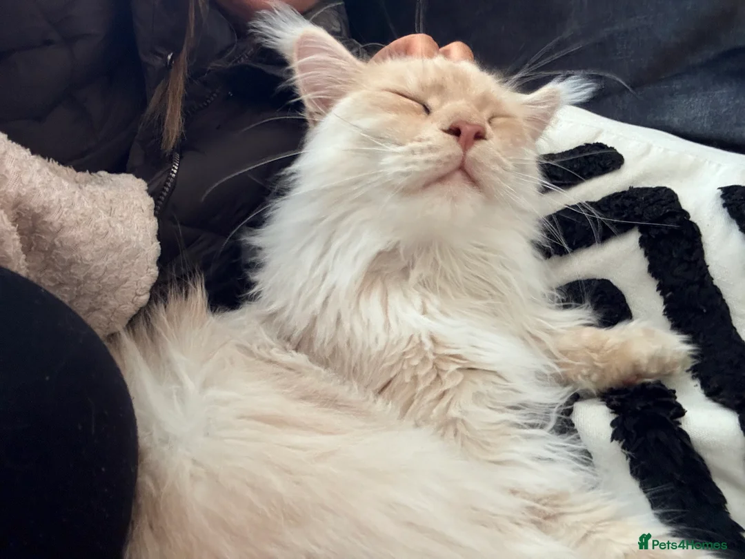 Maine Coon cats for sale: Barry - Advert 8