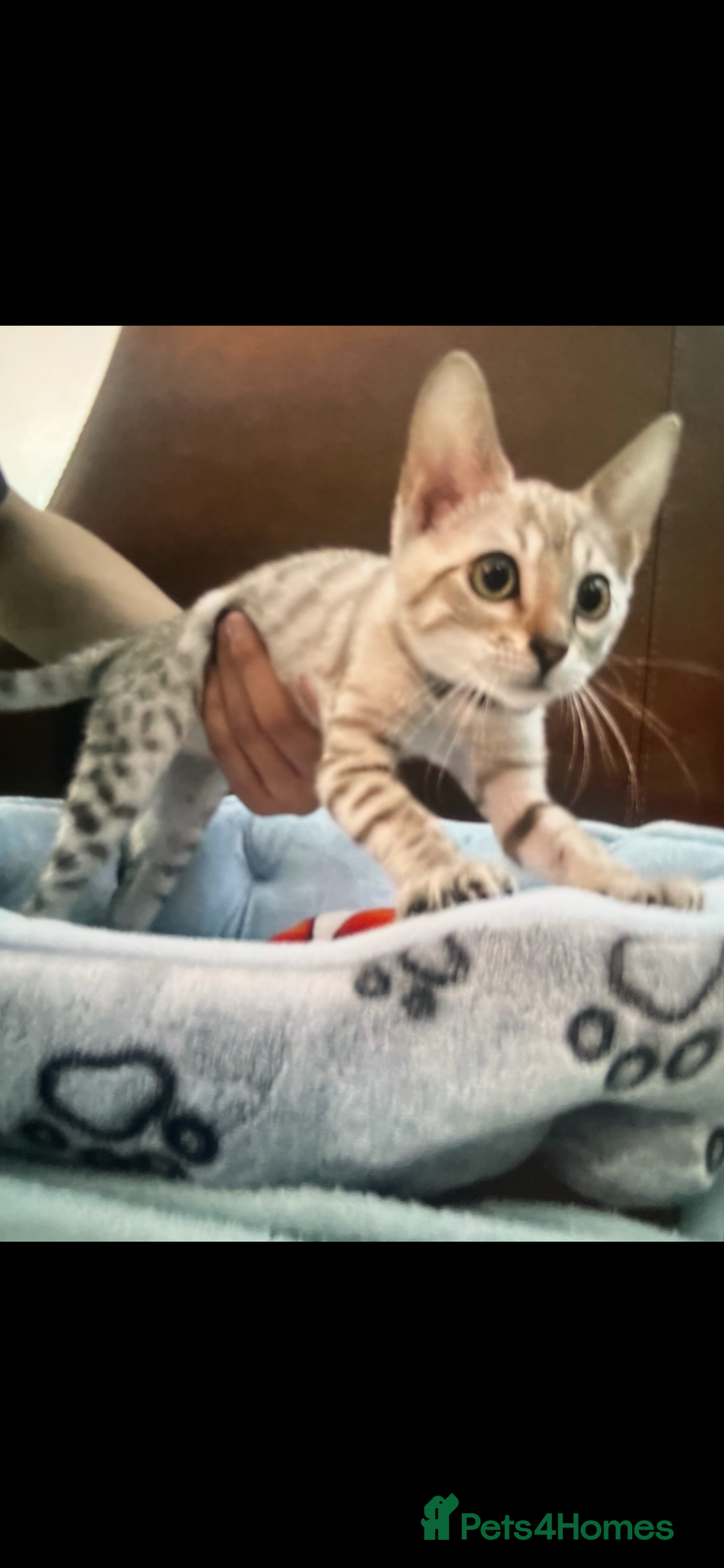Bengal cats for sale: snow bengal  - Advert 8