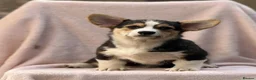 Welsh Corgi Pembroke dogs for sale: Quality Corgi pups waiting lovely homes - Advert 9