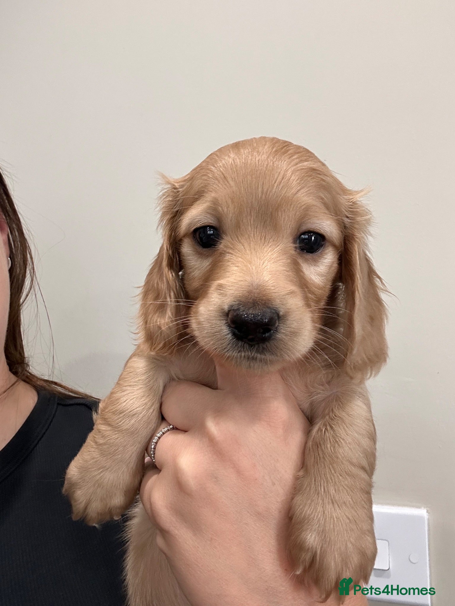 Miniature Dachshund dogs Last boy left ready Tuesday long haired mini  - Advert 1