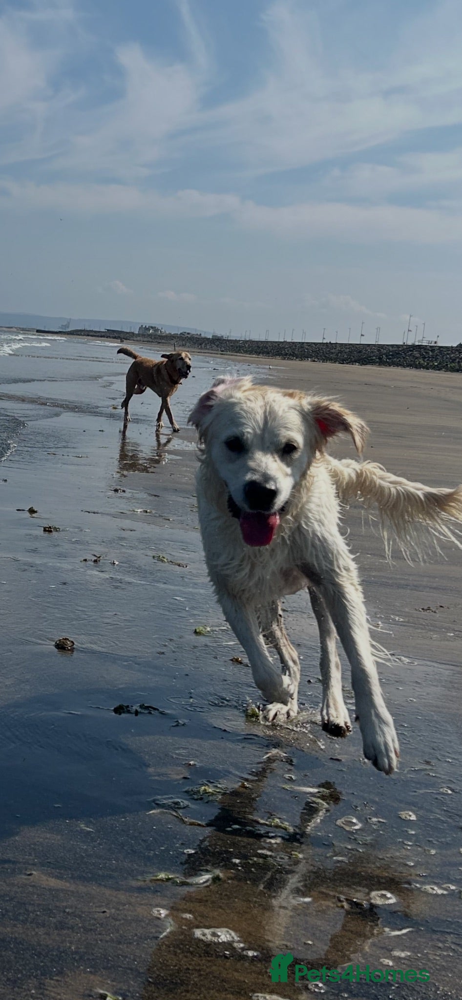 Golden Retriever dogs Female golden retriever, 1yr7months - Advert 15