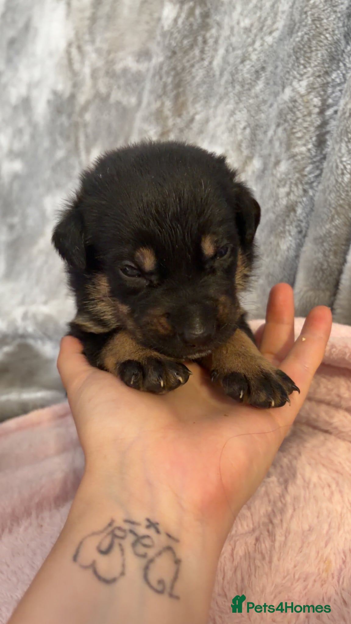 Mixed Breed dogs for sale: Belgian Mali x German shepherd  - Advert 15
