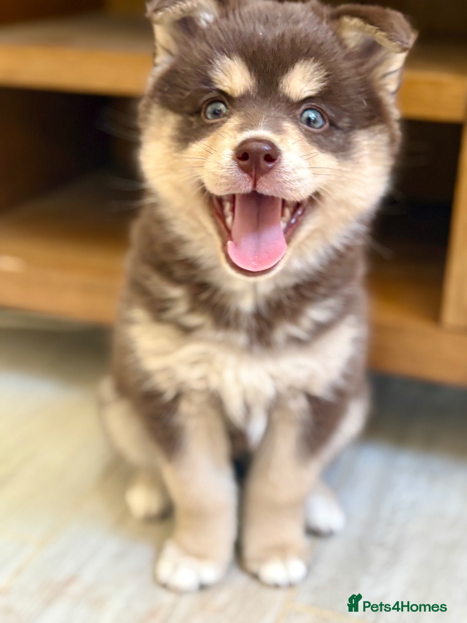 Pomsky dogs Beautiful brown Pomsky  - Advert 12