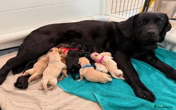Labrador Retriever dogs for sale: stunning litter of KC registered Labrador - Image 9