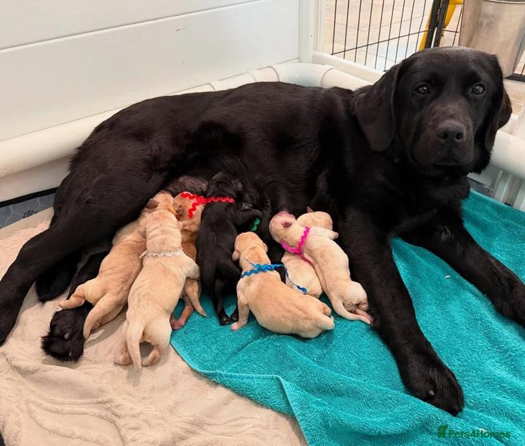 Labrador Retriever dogs for sale: stunning litter of KC registered Labrador - Image 9