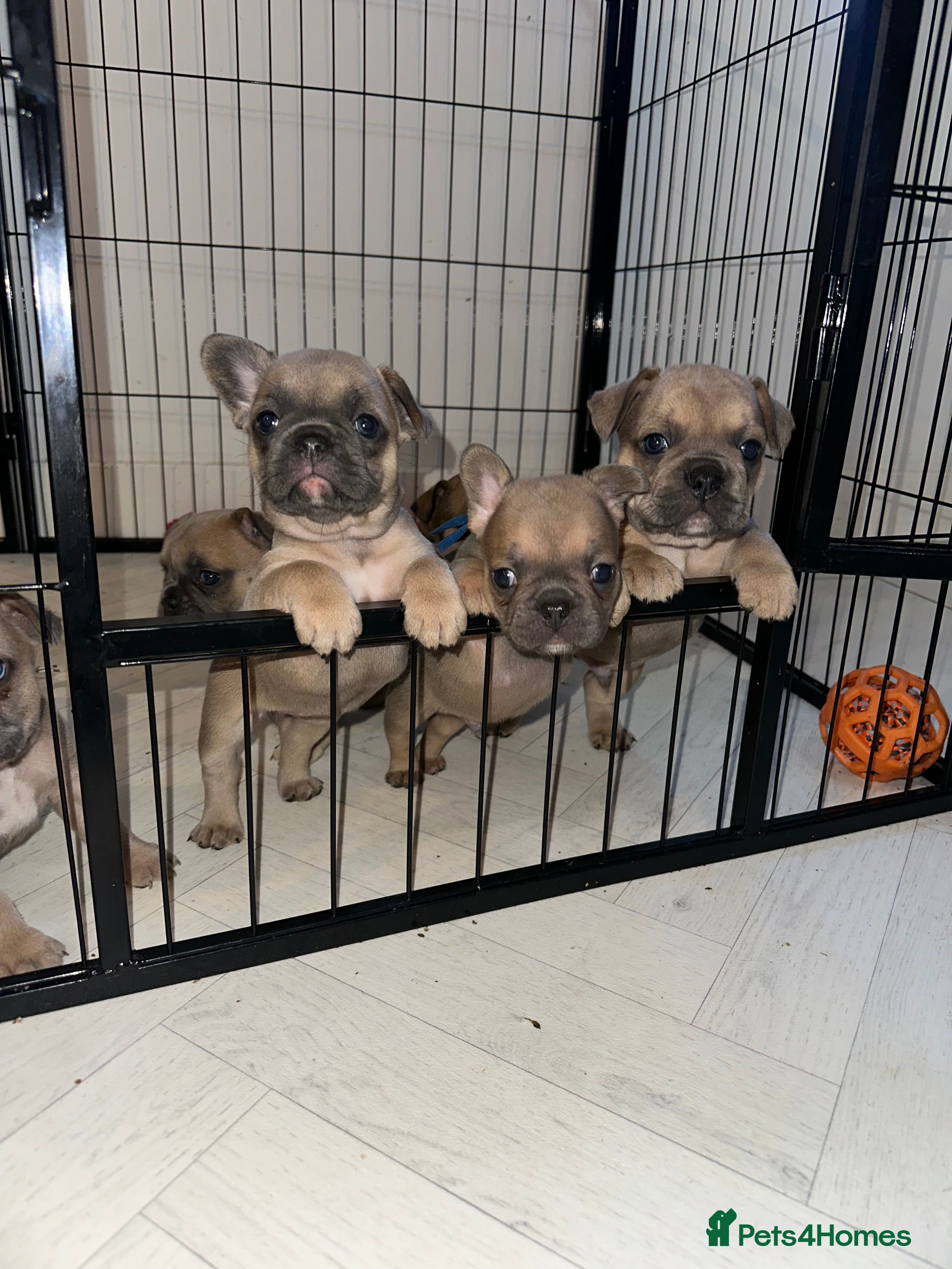 French Bulldog dogs KC REGISTERED French Bulldog (REDUCED) - Advert 9