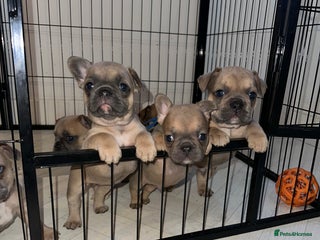 French Bulldog dogs KC REGISTERED French Bulldog (REDUCED) - Advert 6
