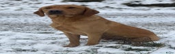 Labrador Retriever dogs for stud: Dark yellow Lab at stud in Dunkeld - Advert 2