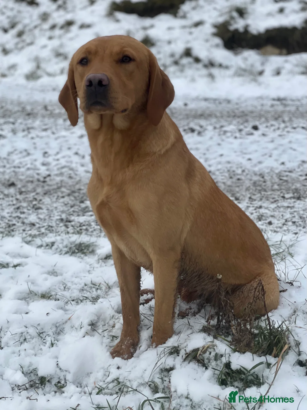 Labrador Retriever dogs for stud: Dark yellow Lab at stud in Dunkeld - Advert 2