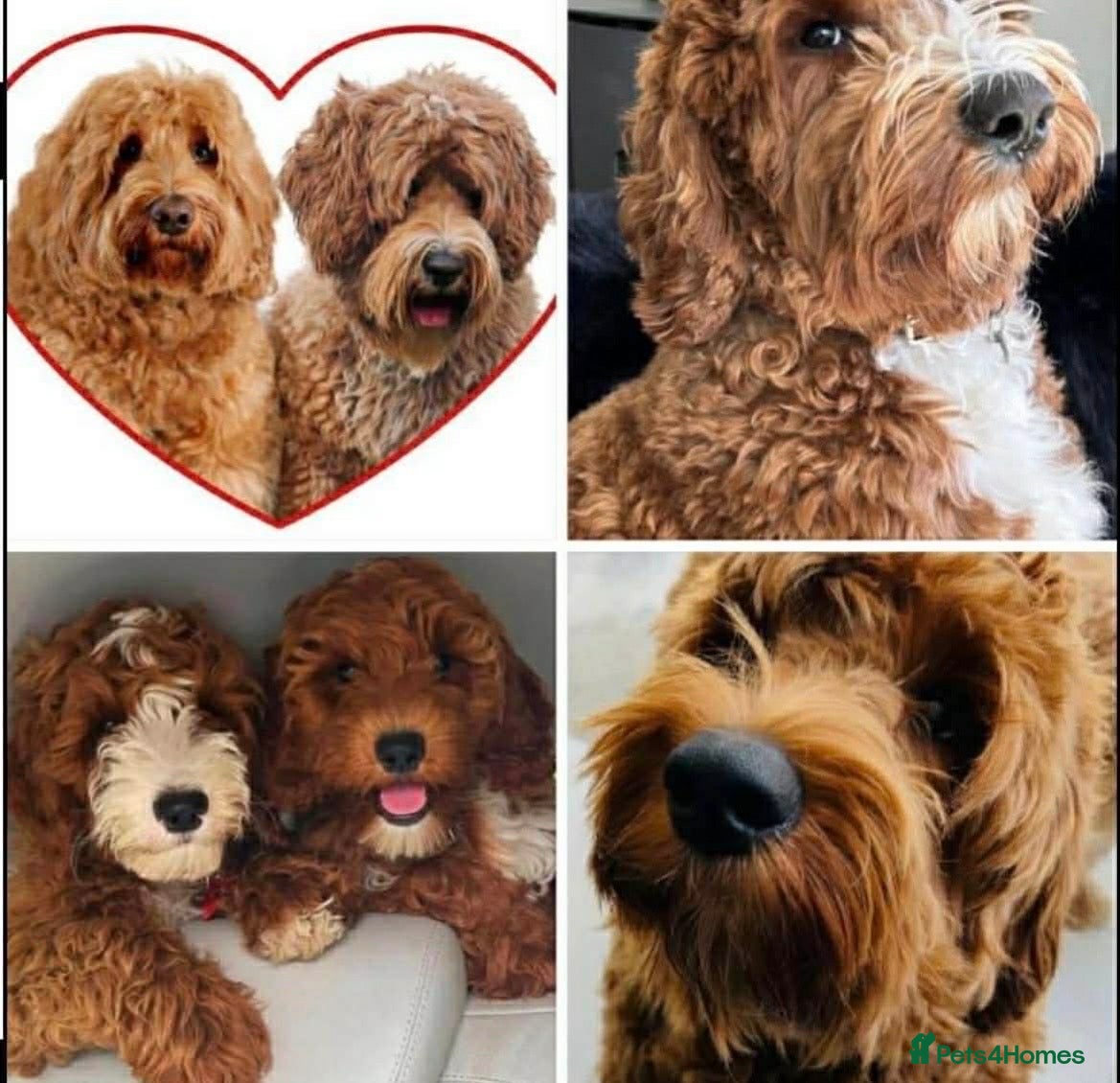 Australian Labradoodle dogs **MR BRINKLEY'S GENUINE ALD PUPPIES** - Advert 1