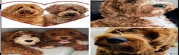 Australian Labradoodle dogs for sale: **MR BRINKLEY'S GENUINE ALD PUPPIES** - Advert 1