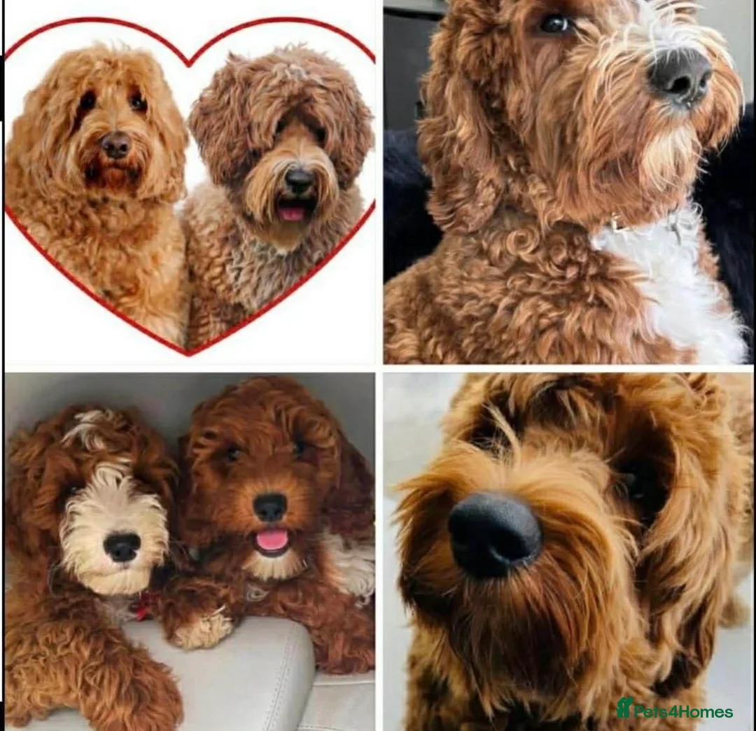 Australian Labradoodle dogs for sale: **MR BRINKLEY'S GENUINE ALD PUPPIES** - Advert 1