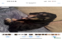 Cavapoo dogs for sale: Toy cavapoos f1 - Image 6