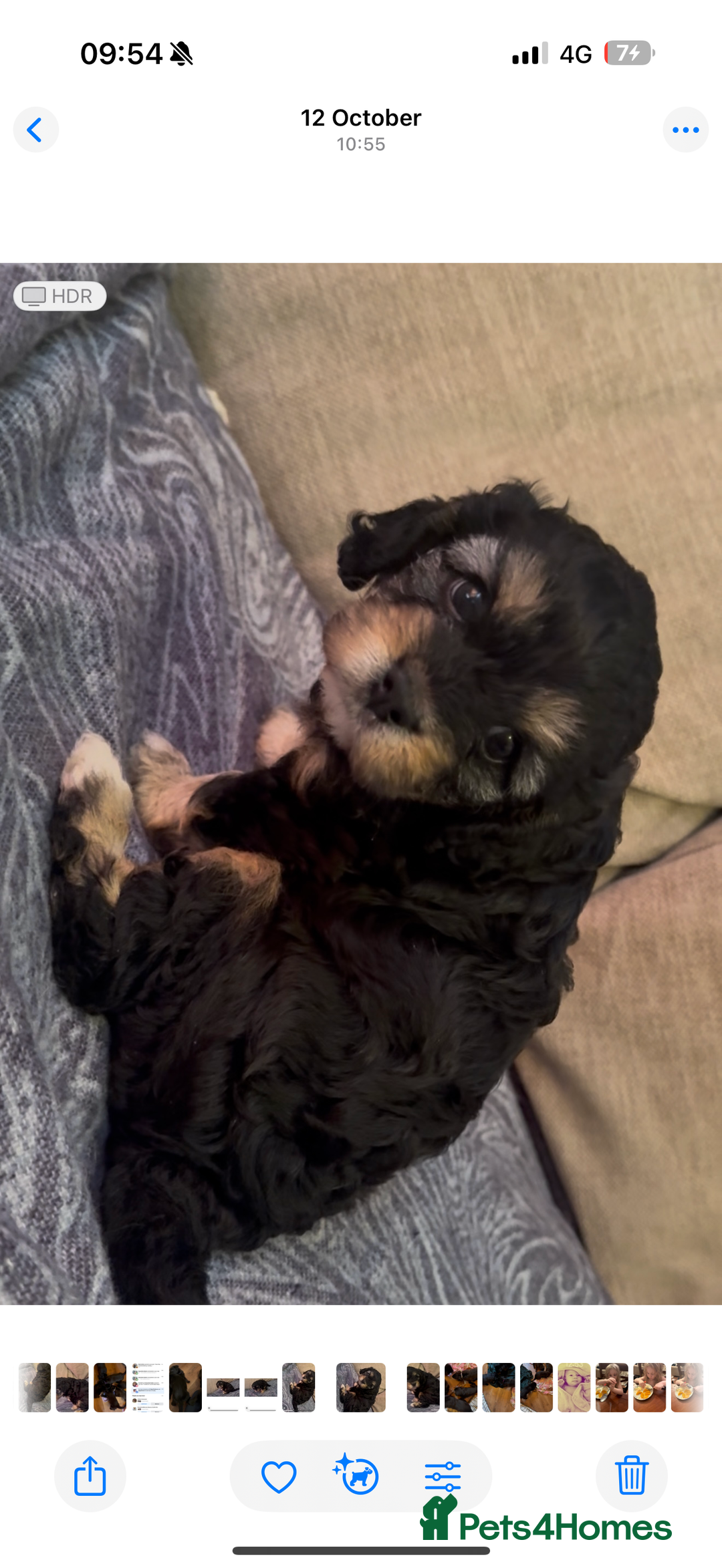 Cavapoo dogs for sale: Toy cavapoos f1 - Image 6