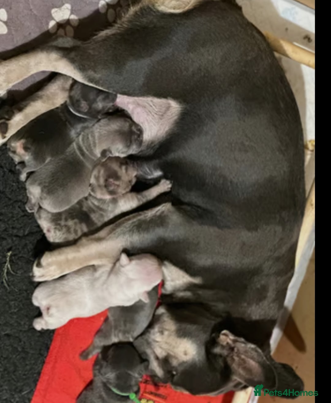 French Bulldog dogs for sale: Molly - Image 6