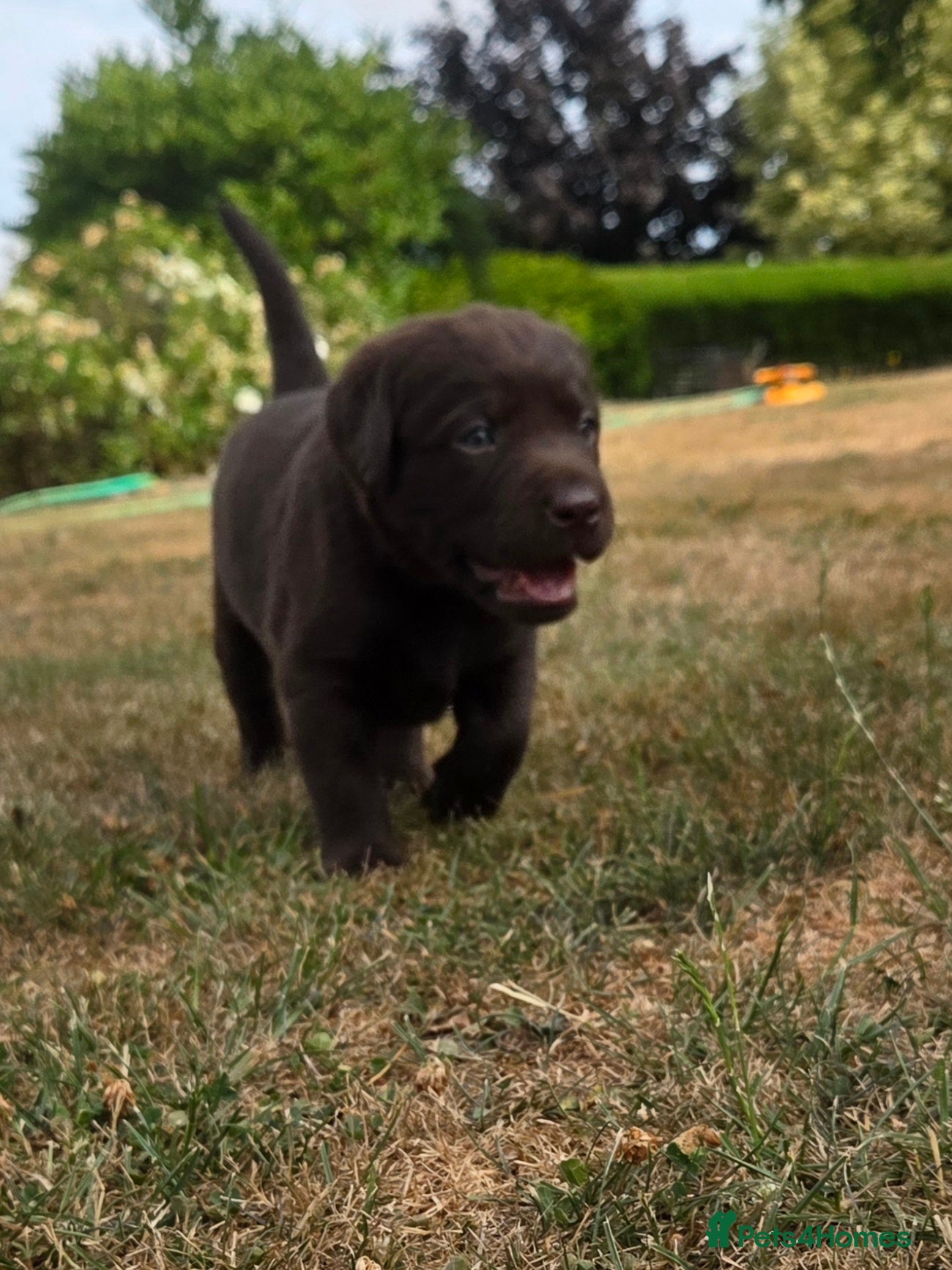 Labrador Retriever dogs KC registered, Chocolate Labrador Puppies - Advert 2