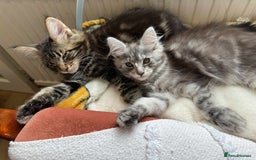 Maine Coon cats for sale: Maine coon - Image 23