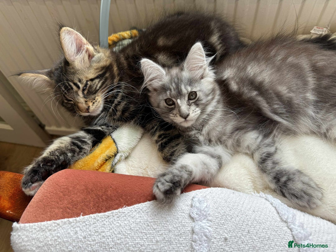 Maine Coon cats for sale: Maine coon - Image 23