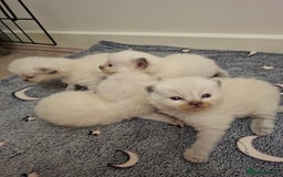 Ragdoll cats for sale: Stunning Ragdoll kittens  - Image 2