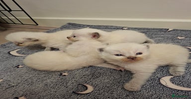 Ragdoll cats - Advert 10