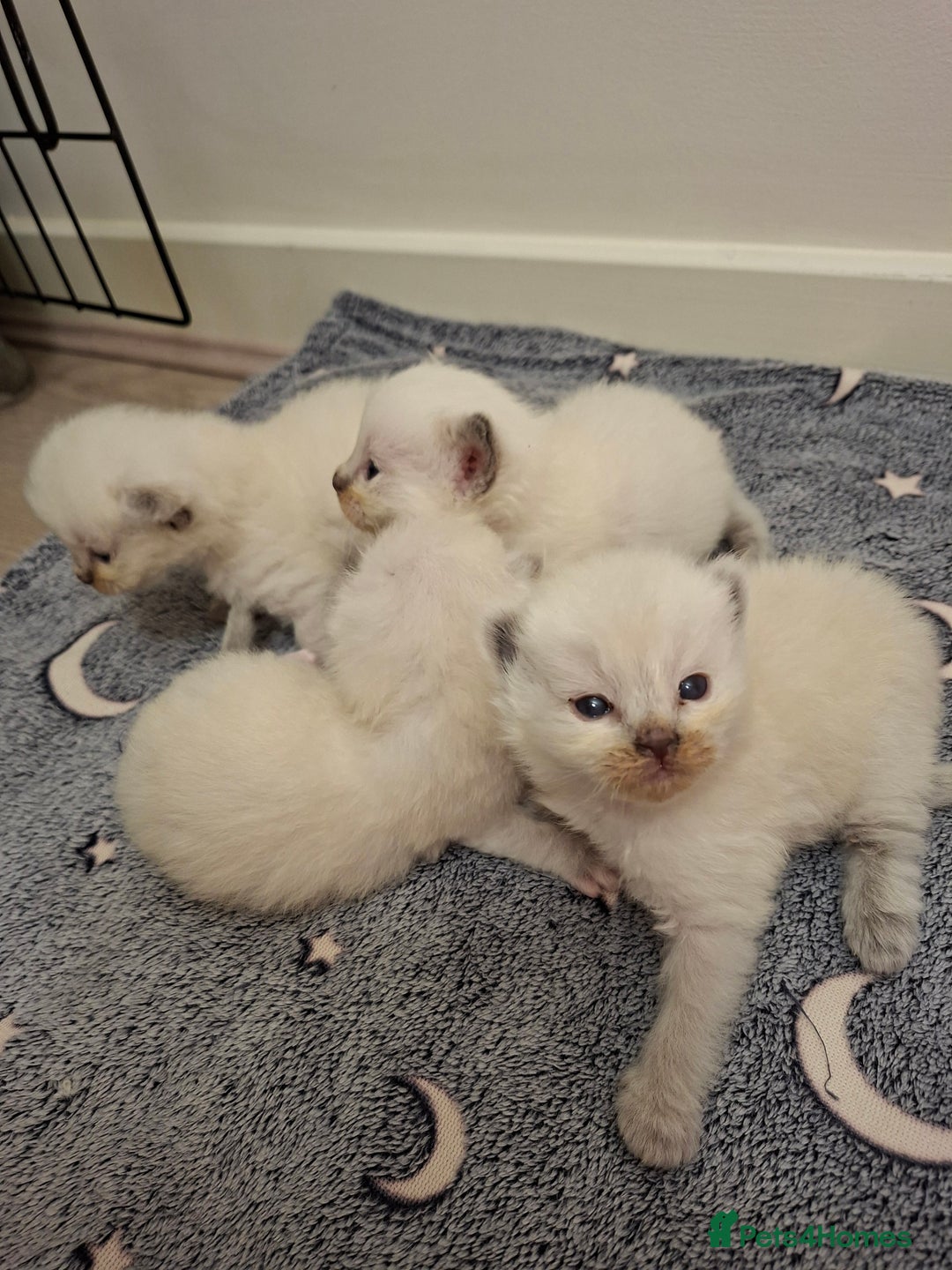 Ragdoll cats for sale: Stunning Ragdoll kittens  - Image 2