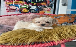 Maltipoo dogs for sale: ❤️XS TOY MALTIPOOS❤️ - Image 5