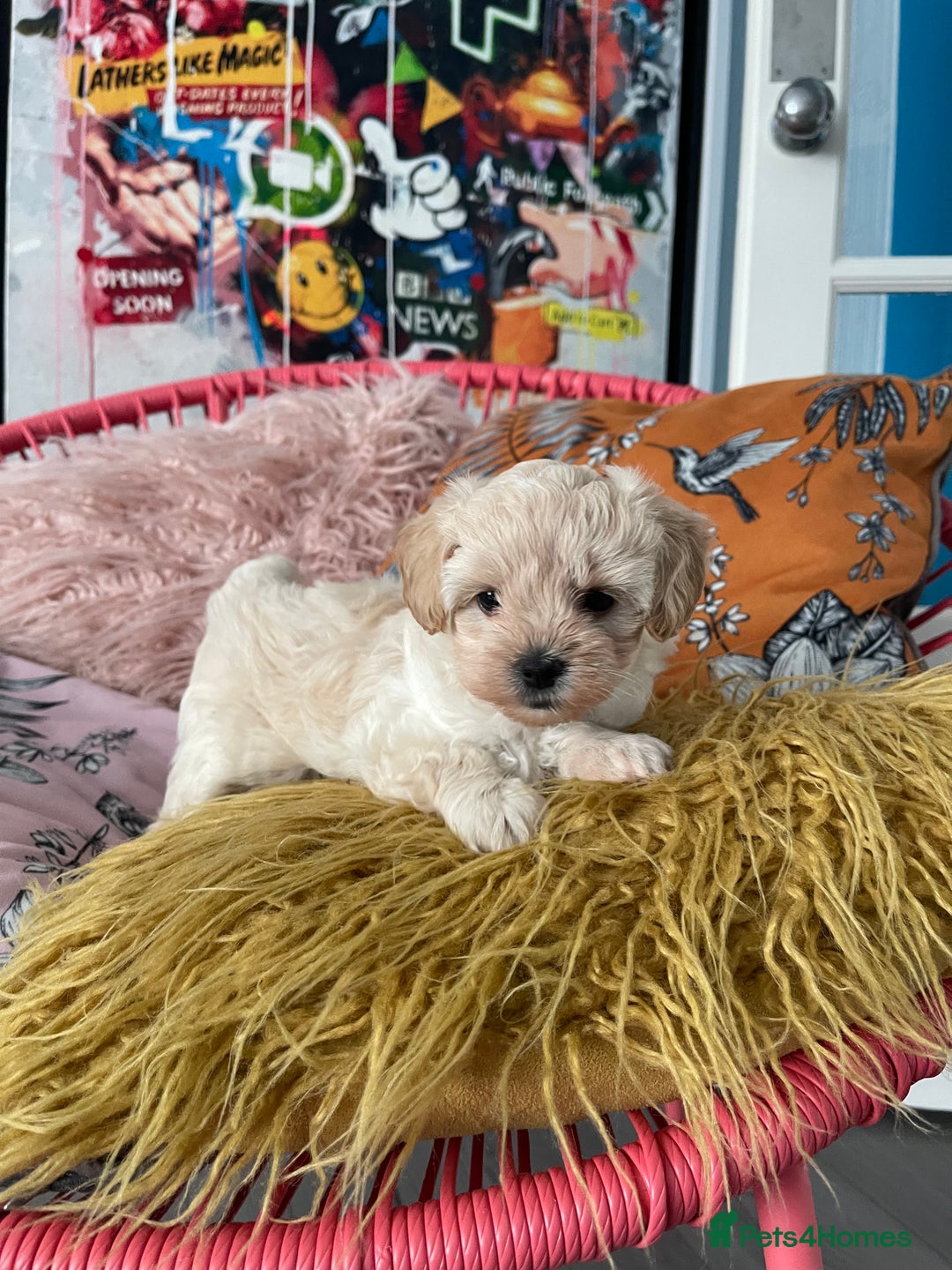 Maltipoo dogs for sale: ❤️XS TOY MALTIPOOS❤️ - Image 5
