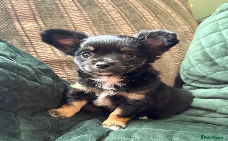 Chihuahua dogs - Advert 14