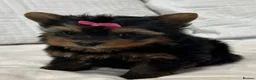 Yorkshire Terrier dogs for sale: Beautiful Mini Yorkshire Terrier Puppy - Advert 3