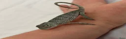 Chameleon reptiles for sale: Blue Ambanja Panther Chameleons  - Advert 6