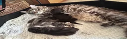 Mixed Breed cats for sale: Two black/Tabby kittens  in Exeter - Advert 6