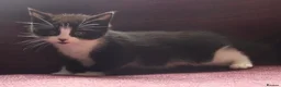 Mixed Breed cats for sale: Stunning part Siamese kittens ready now  - Advert 18
