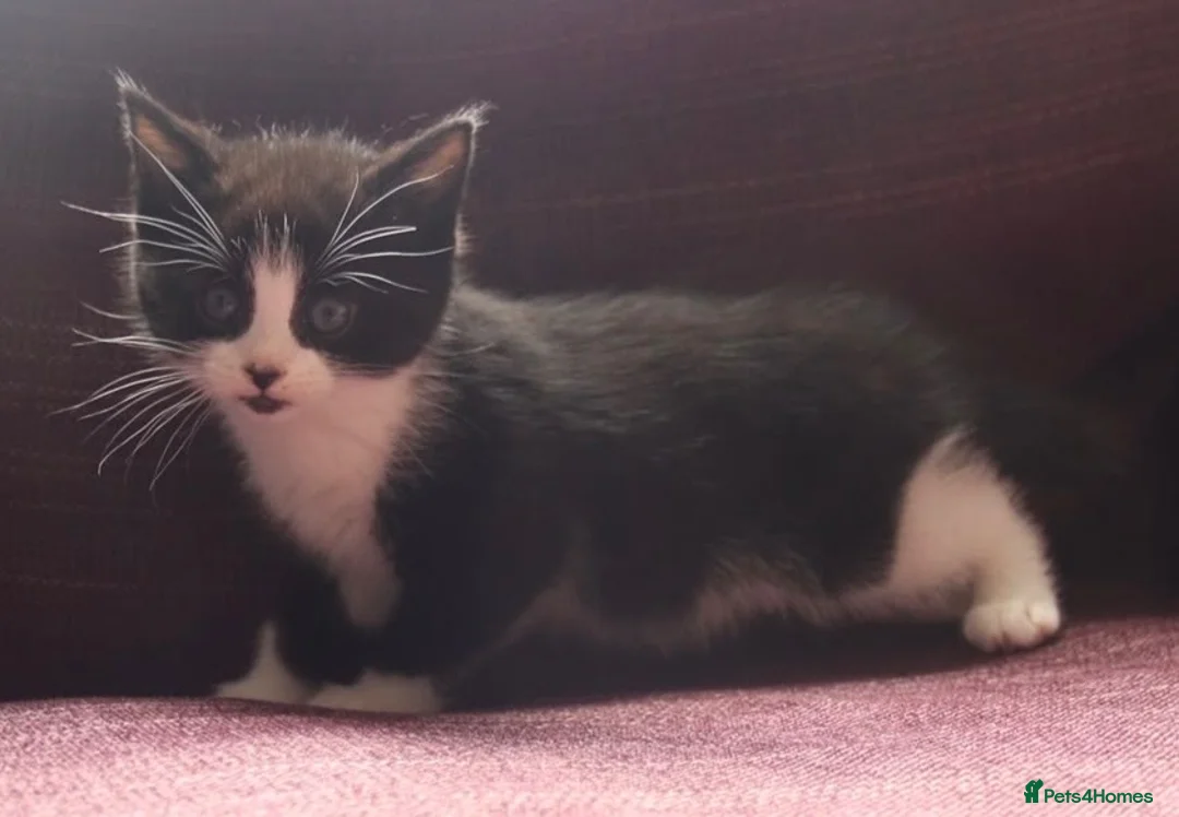Mixed Breed cats for sale: Stunning part Siamese kittens ready now  - Advert 18