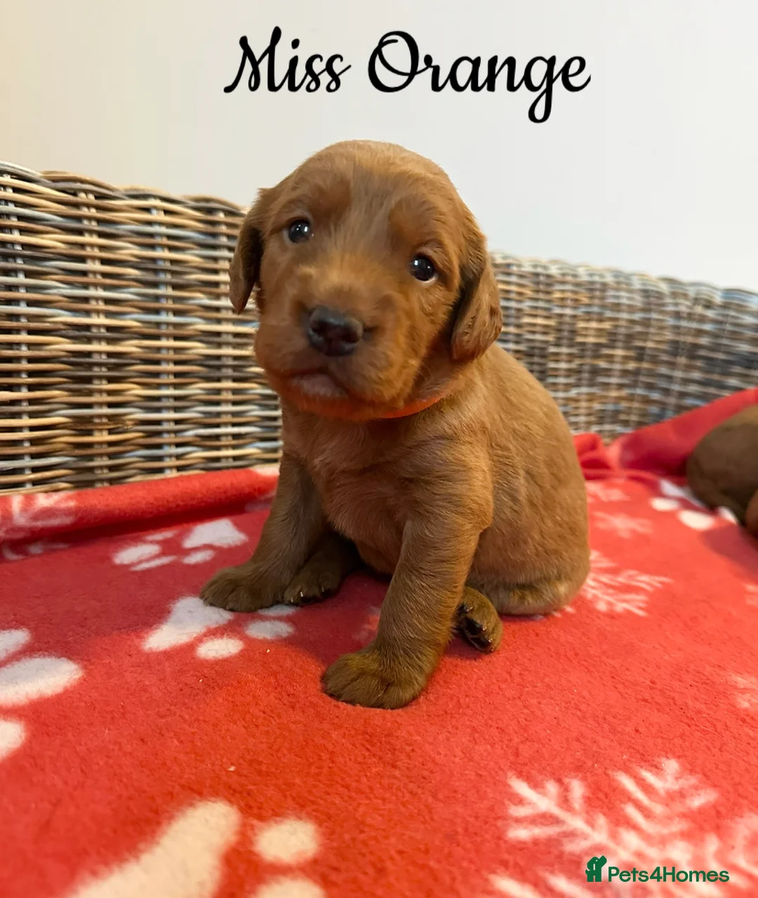 Labradoodle dogs for sale: ⭐️Fully Health Tested F1 Miniature Labradoodles⭐️ - Advert 5