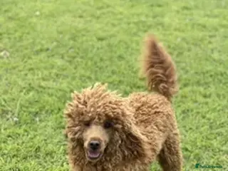 Miniature Poodle dogs KC reg, health tested Miniature Poodle - Advert 4