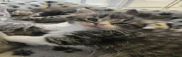 Mixed Breed cats for sale: 6 gorgeous kittens  - Advert 10