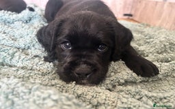 Mixed Breed dogs for sale:  Boxer-Doodle - Image 1